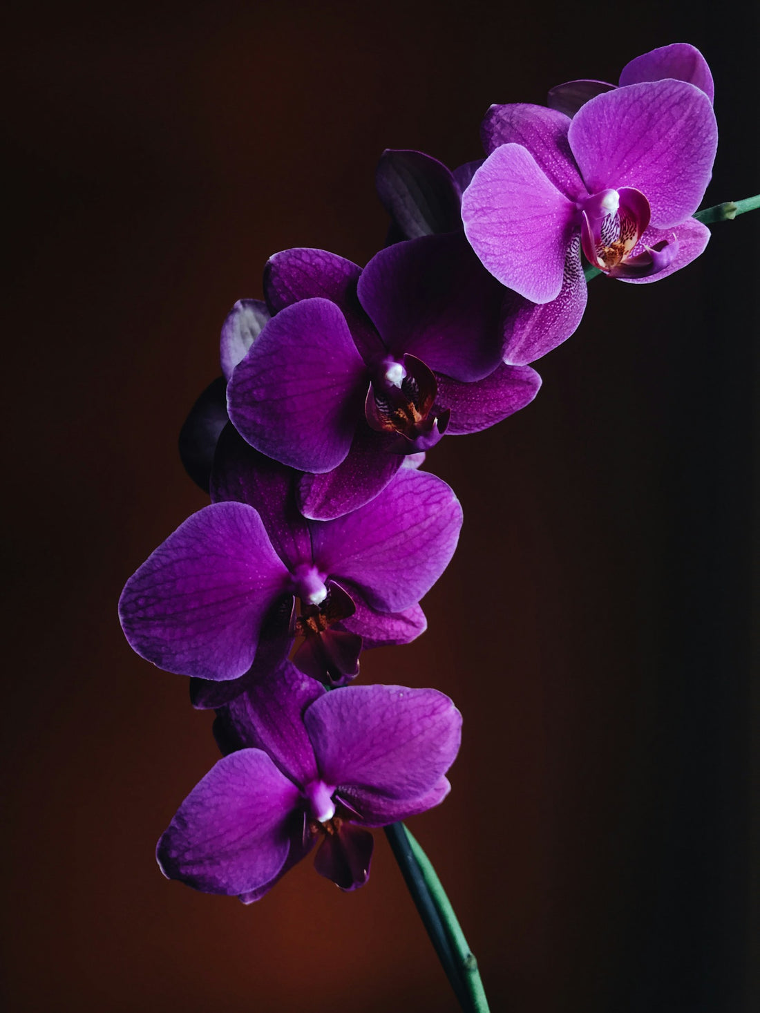 Phalaenopsis, paars