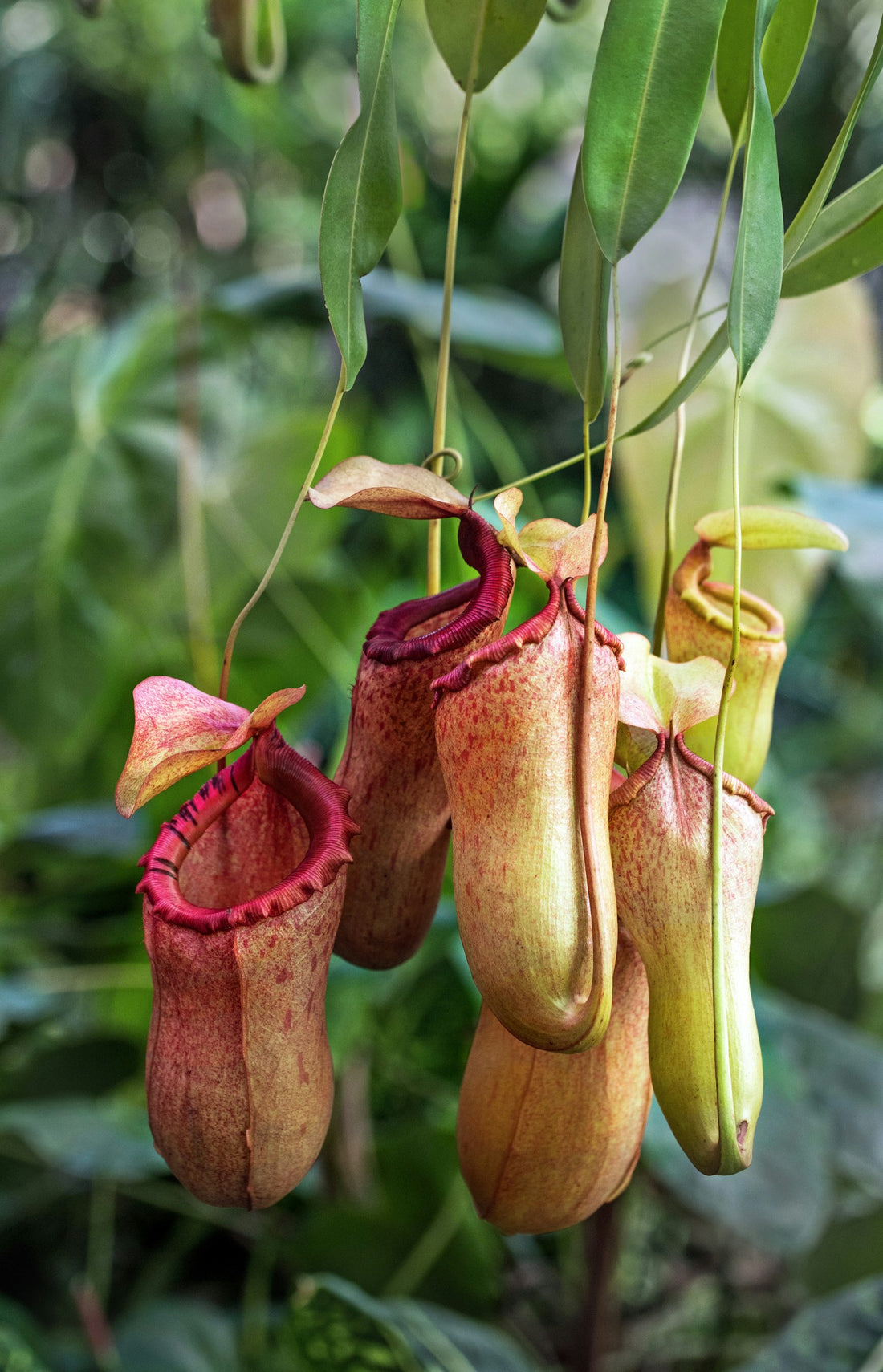 Kannenplant ‘Alata’