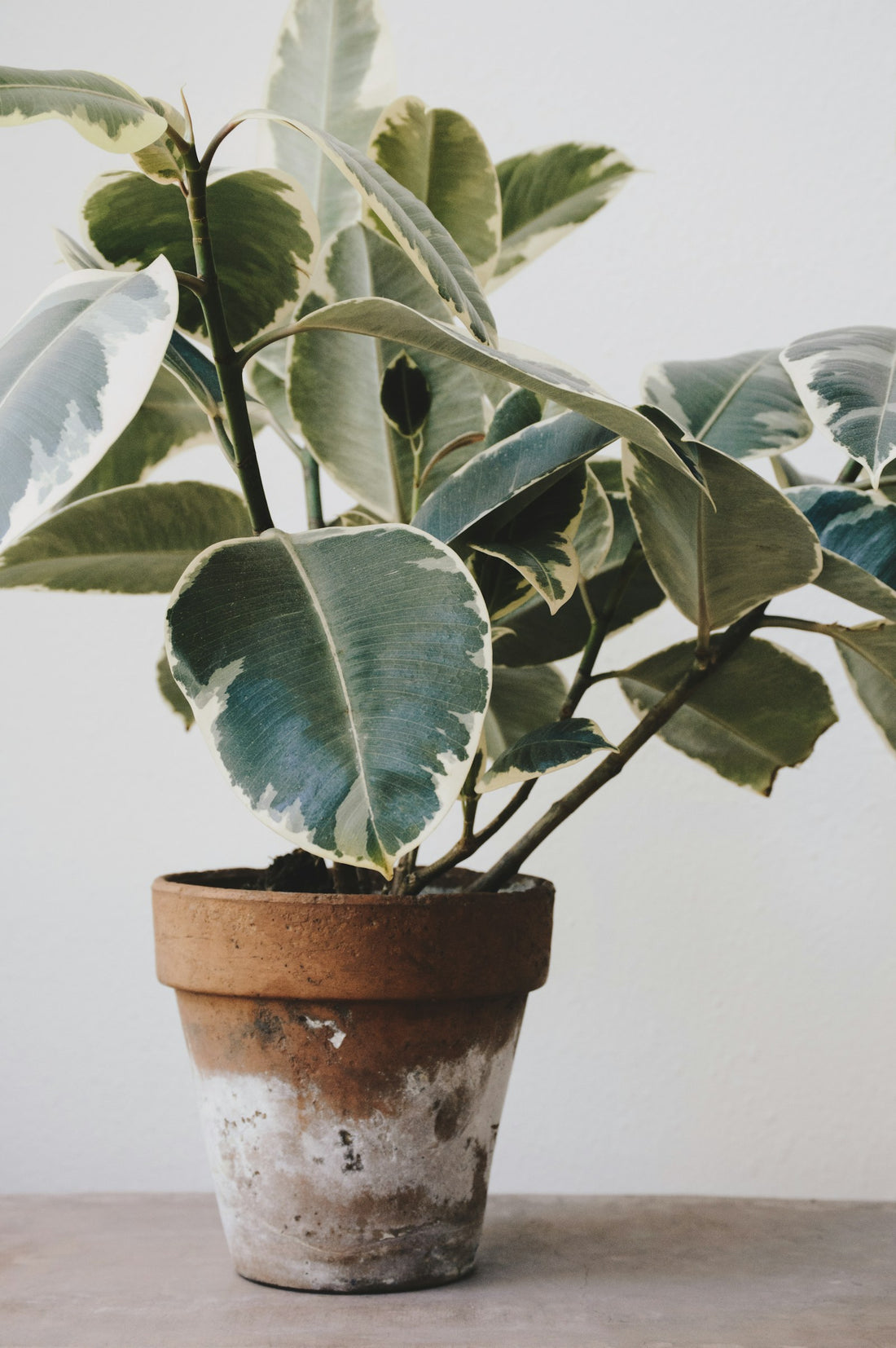 Bladplanten gemengd