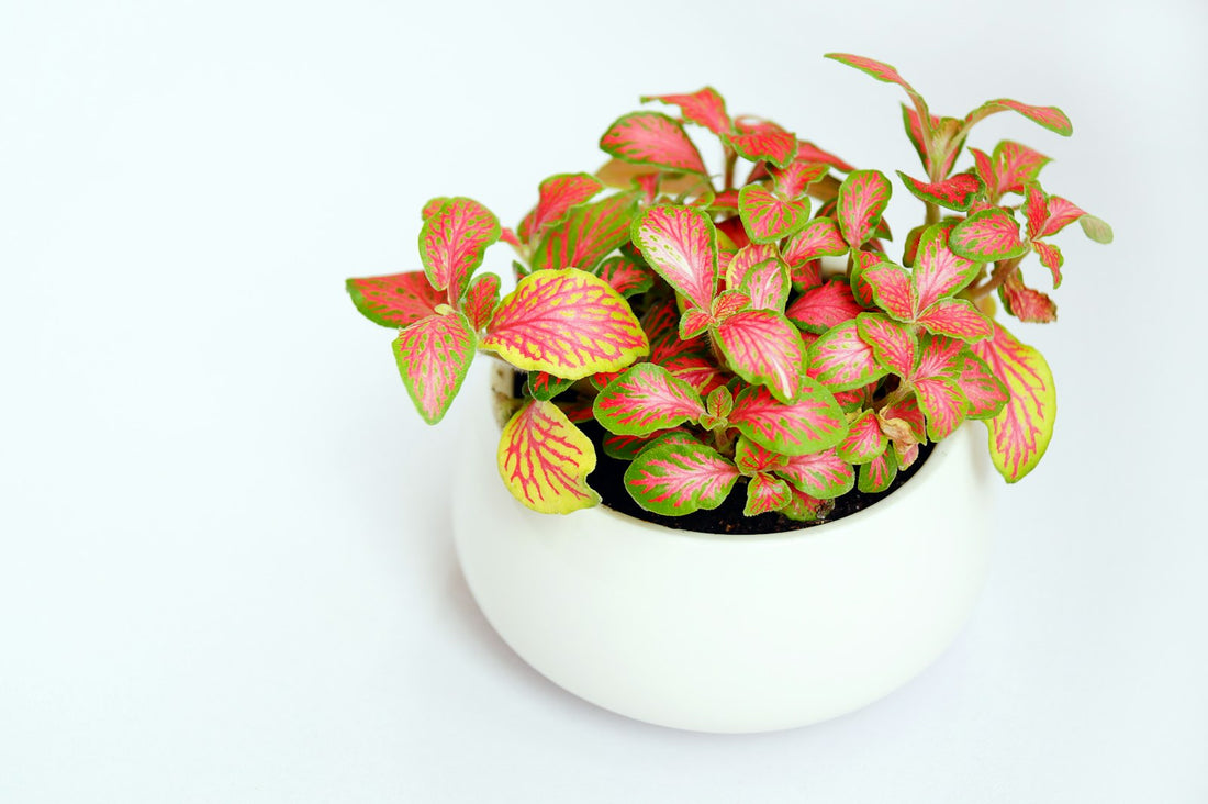 Fittonia