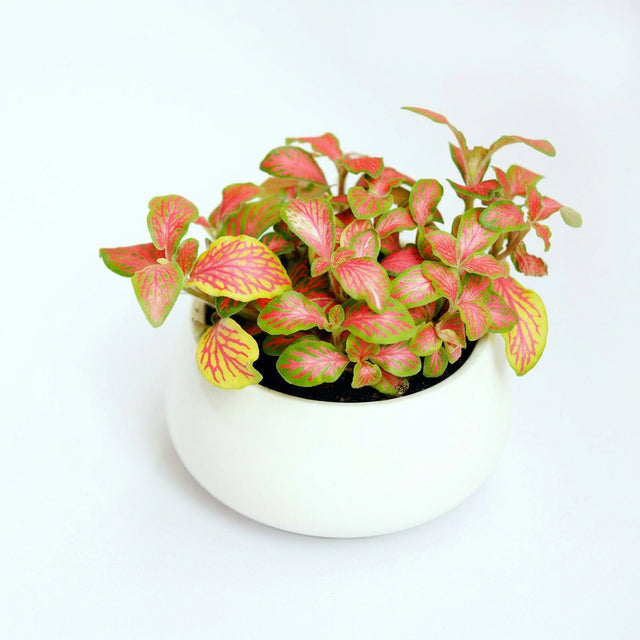 Fittonia