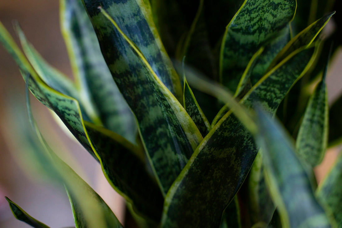 Sansevieria