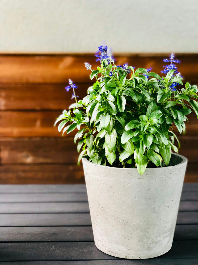 Campanula ‘Porto’