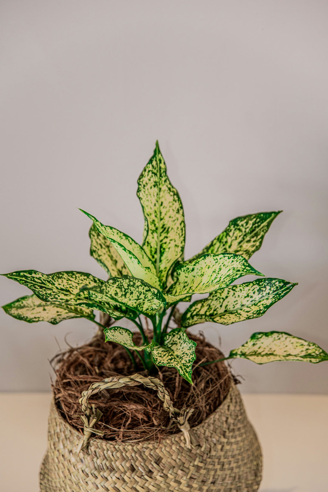 Dieffenbachia