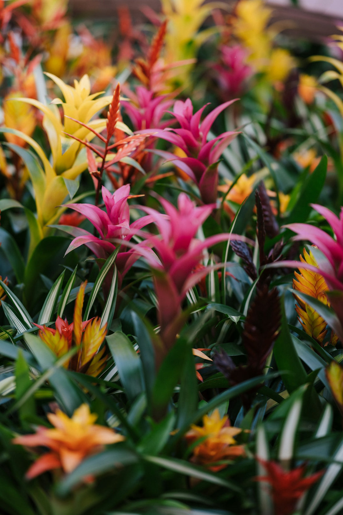 Guzmania