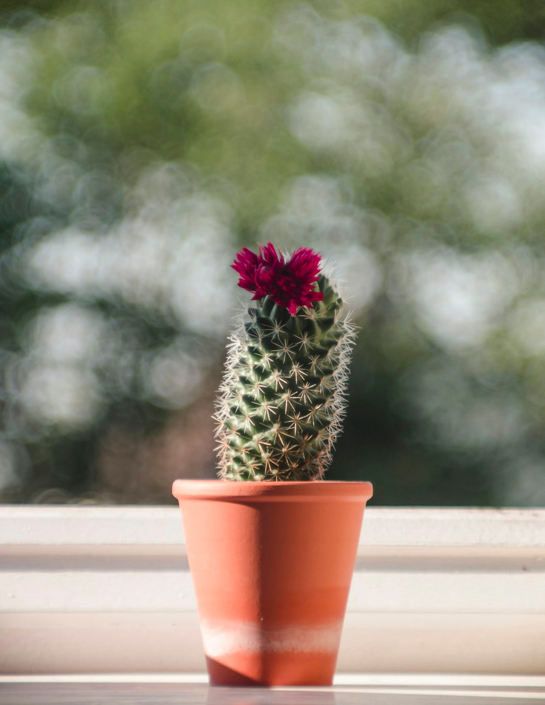 Cactus