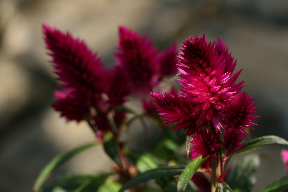 Hanenkam ‘Deep Purple’