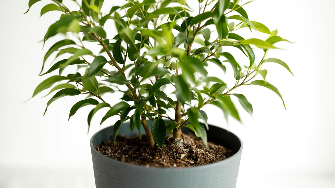 Ficus benjamina