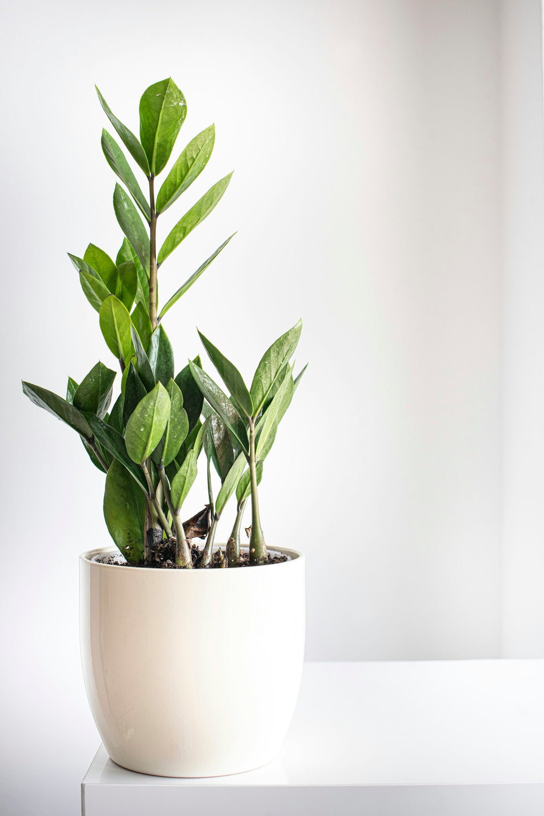 Zamioculcas (ZZ-plant)