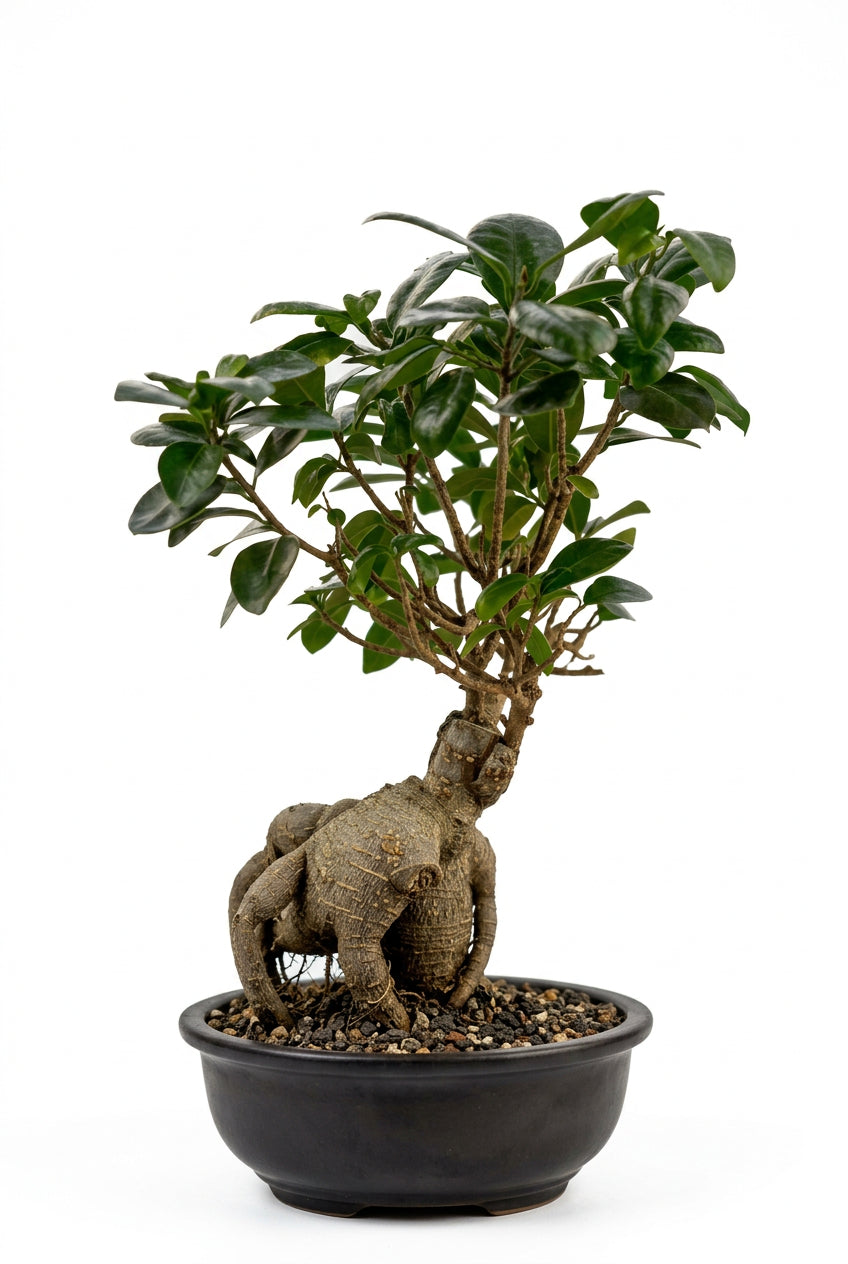 Ficus Microcarpa Ginseng Deco Ceramic