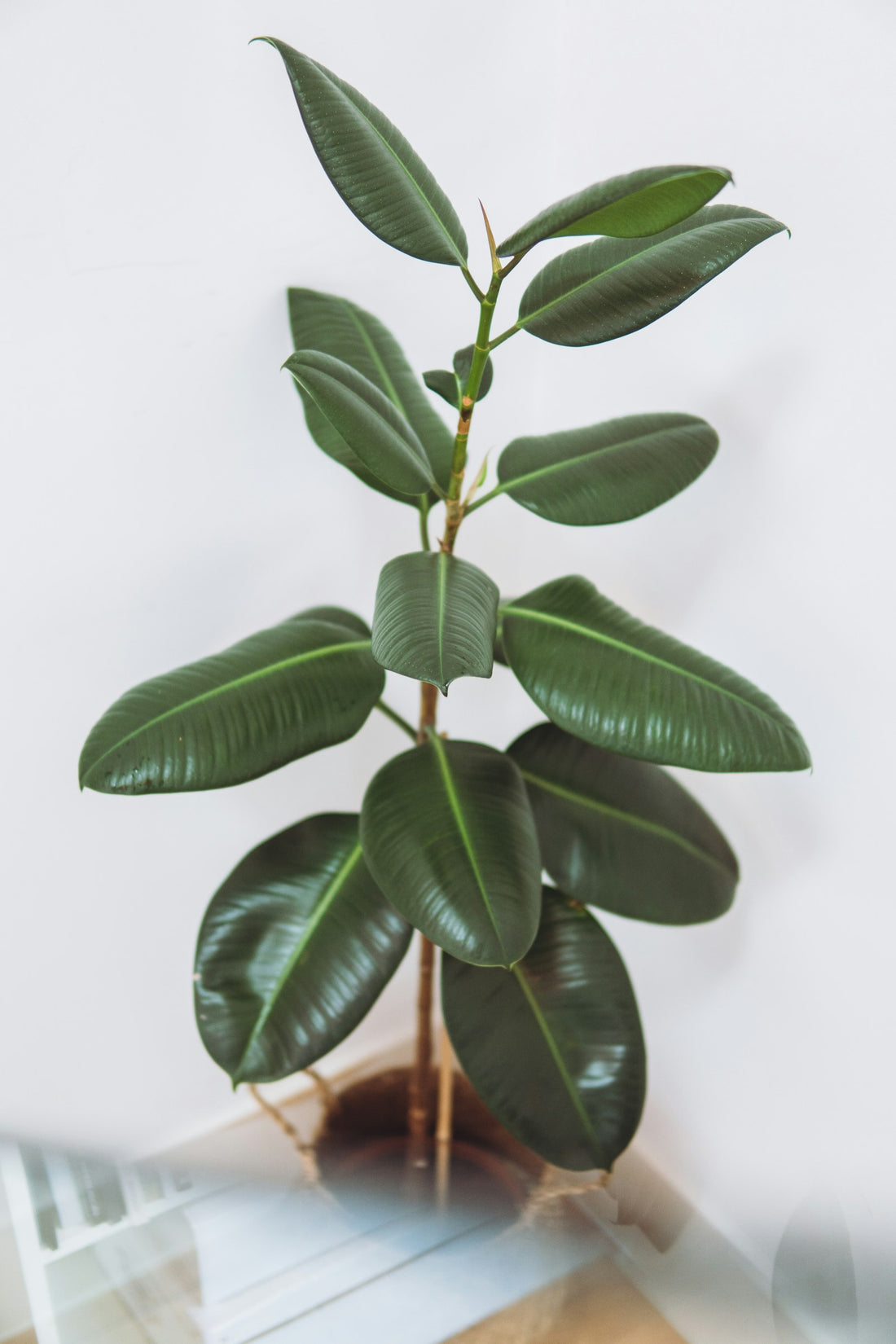 Ficus overig