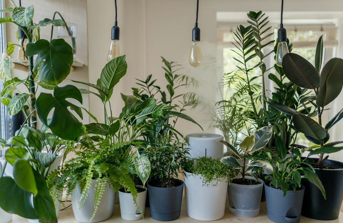 Kamerplanten gemengd