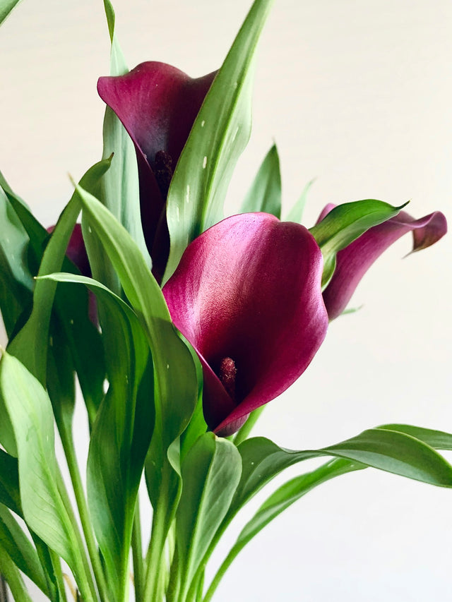 Zantedeschia (Aronskelk)