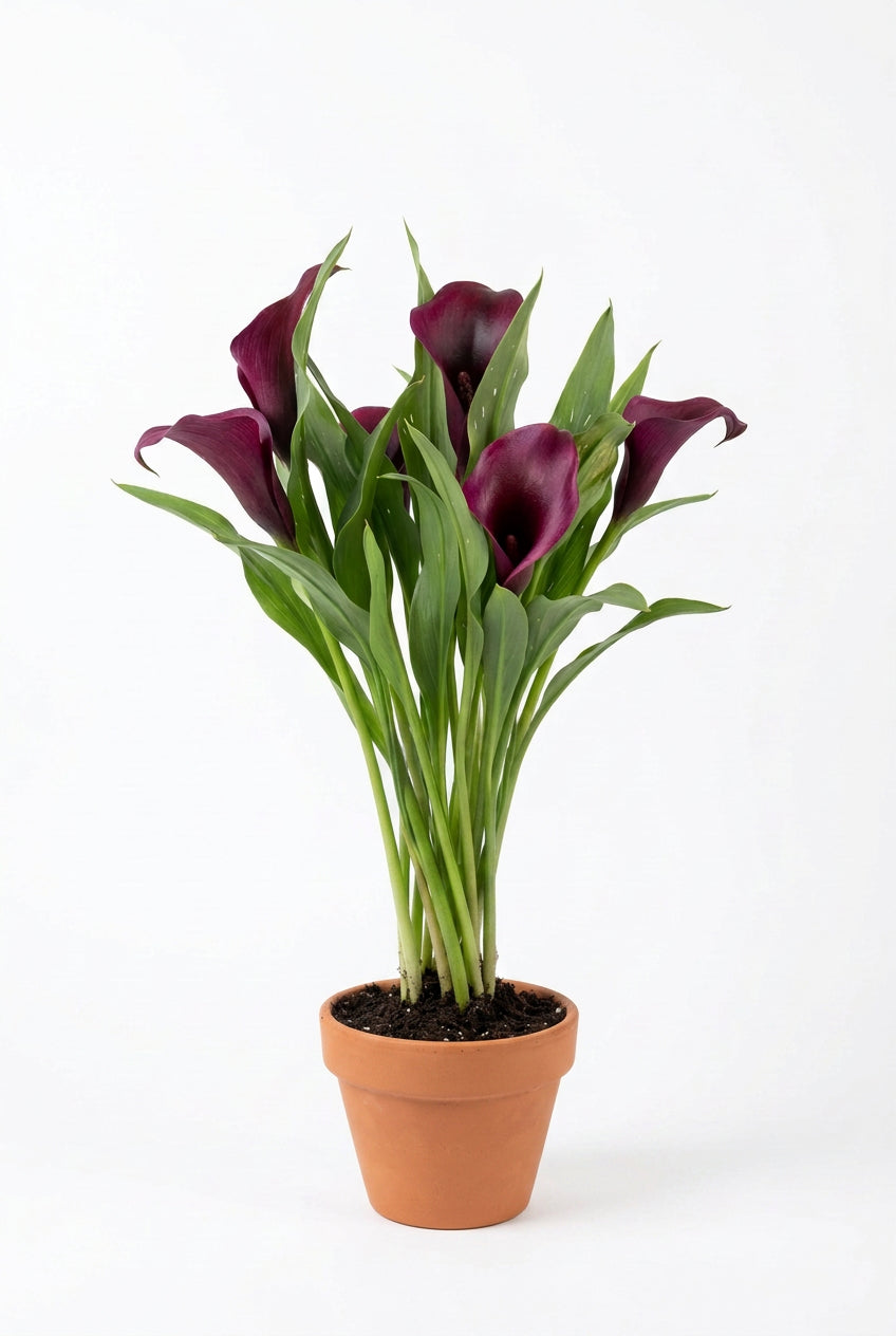 Zantedeschia Sunclub