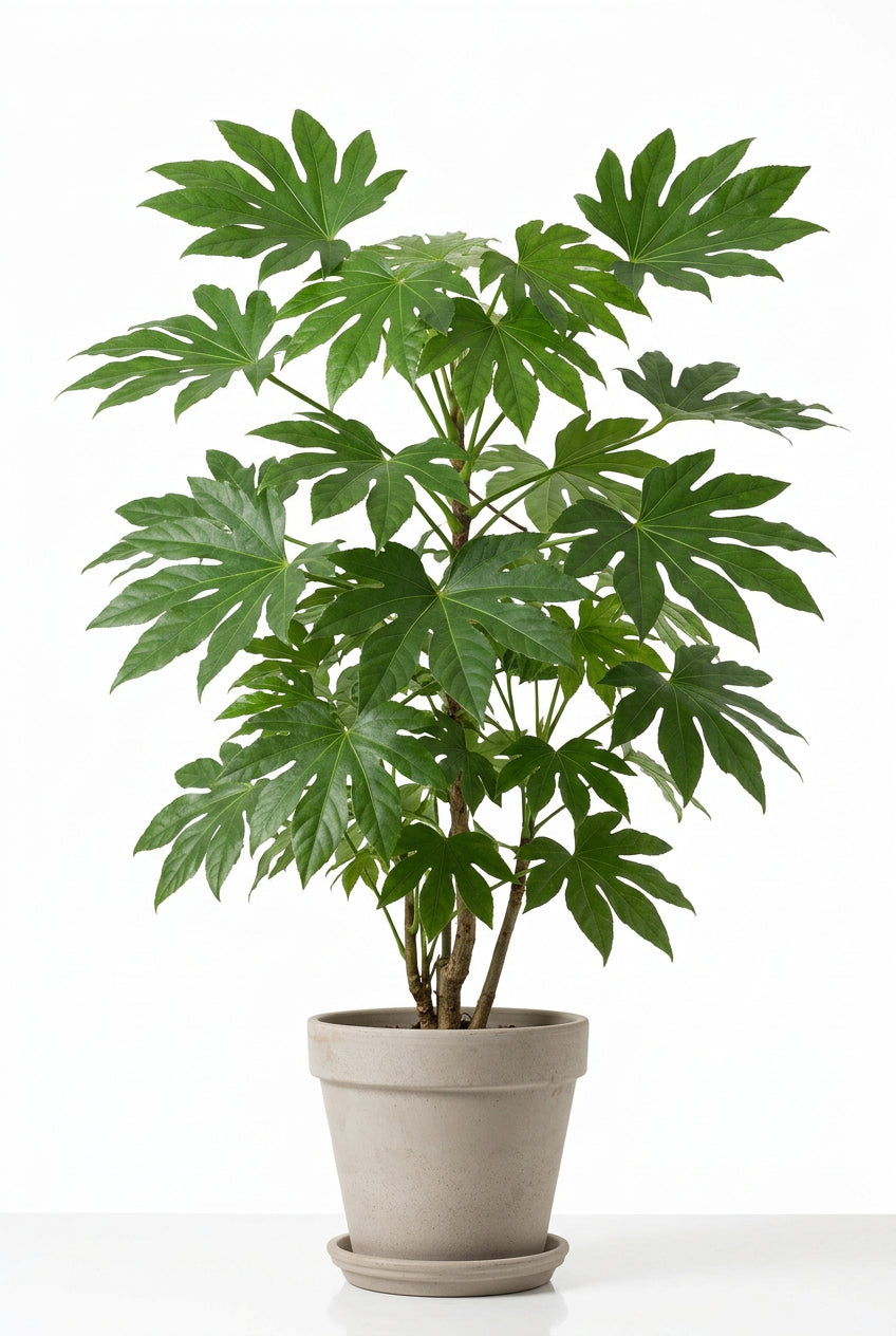 Fatsia Variegata Bontbladig