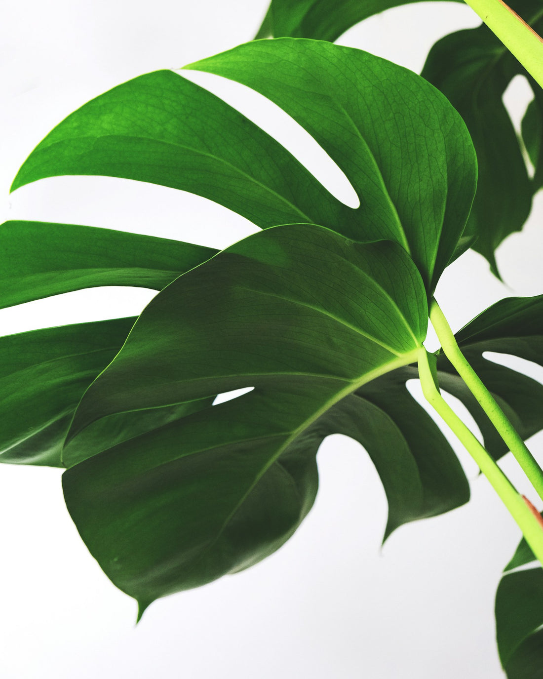 Monstera