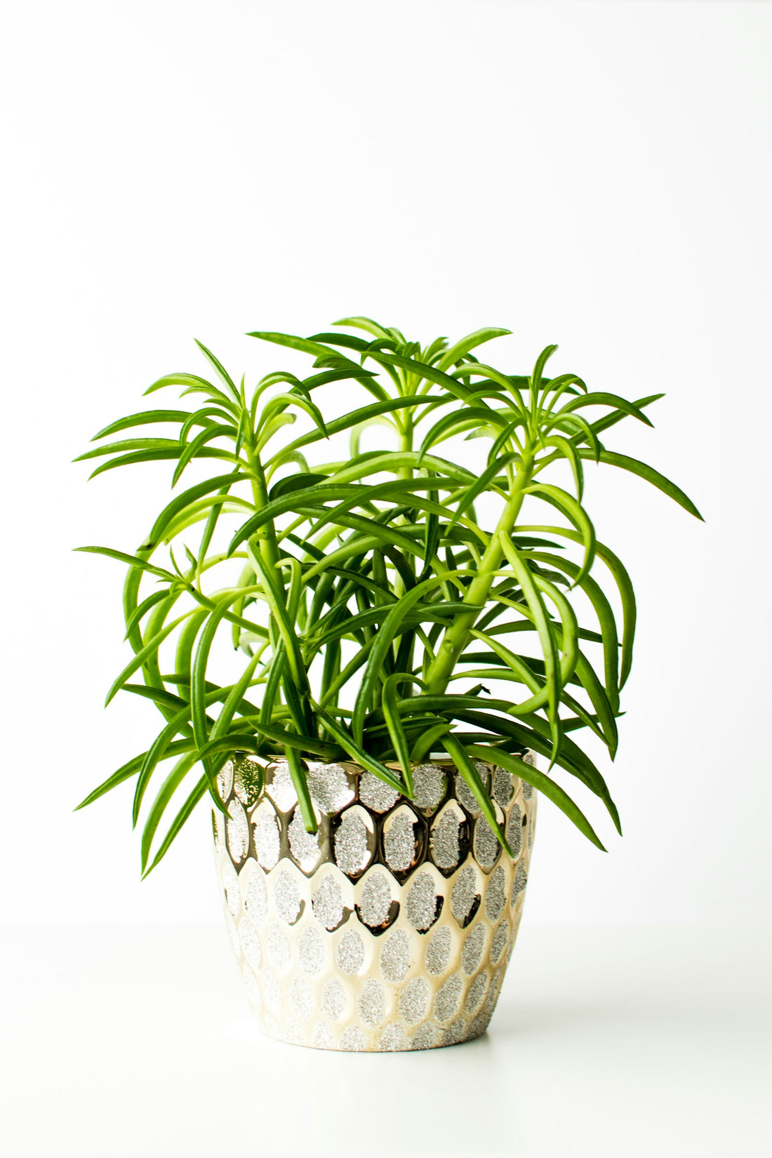 Peperomia ‘Obt Obtipan Bico Rekken’