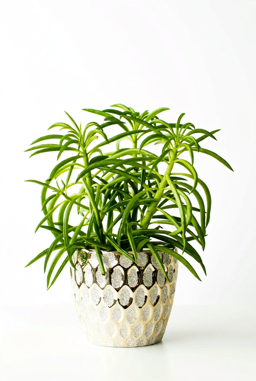 Peperomia Obtusifolia Obtipan Bico Rekken