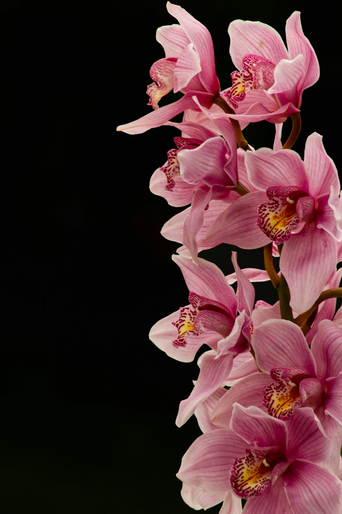 Cymbidium