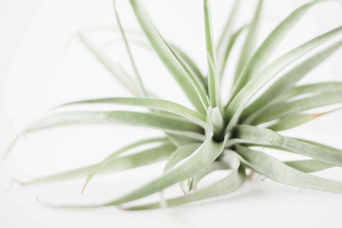 Tillandsia (luchtplant)