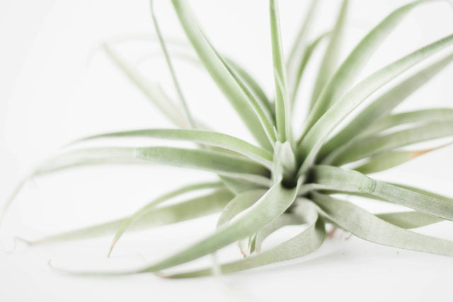 Tillandsia (luchtplant)