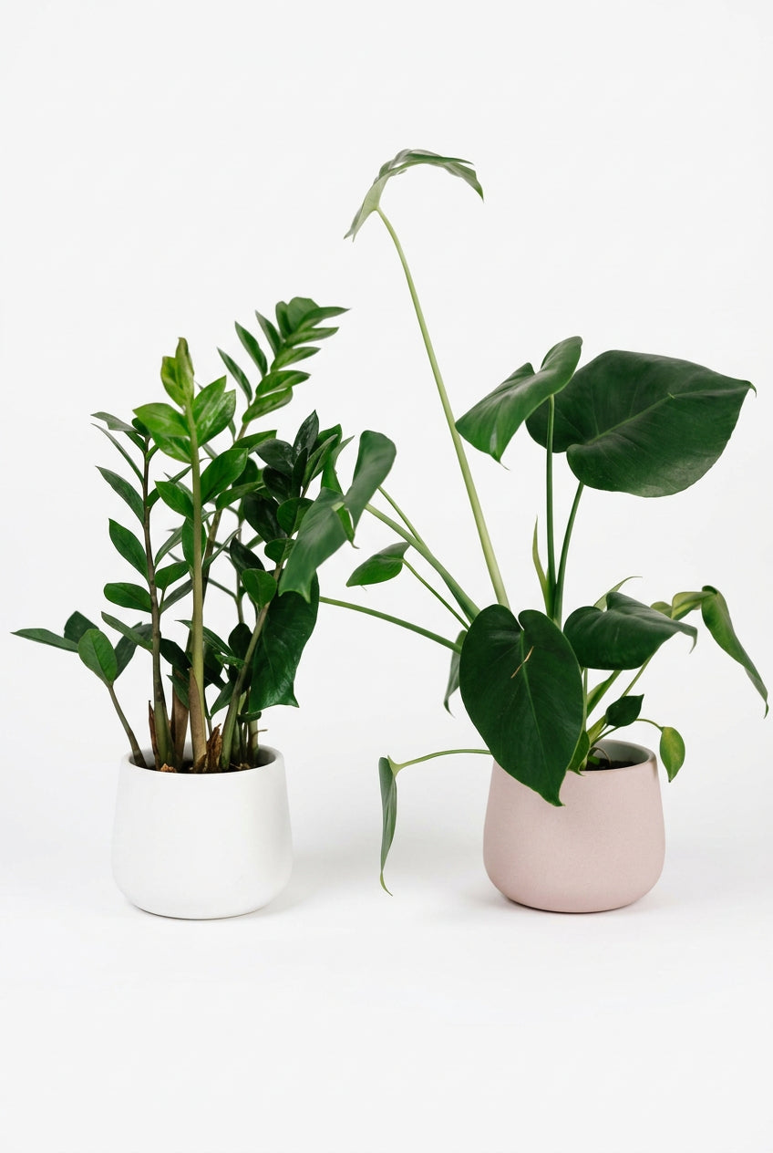 Kamerplanten gemengd