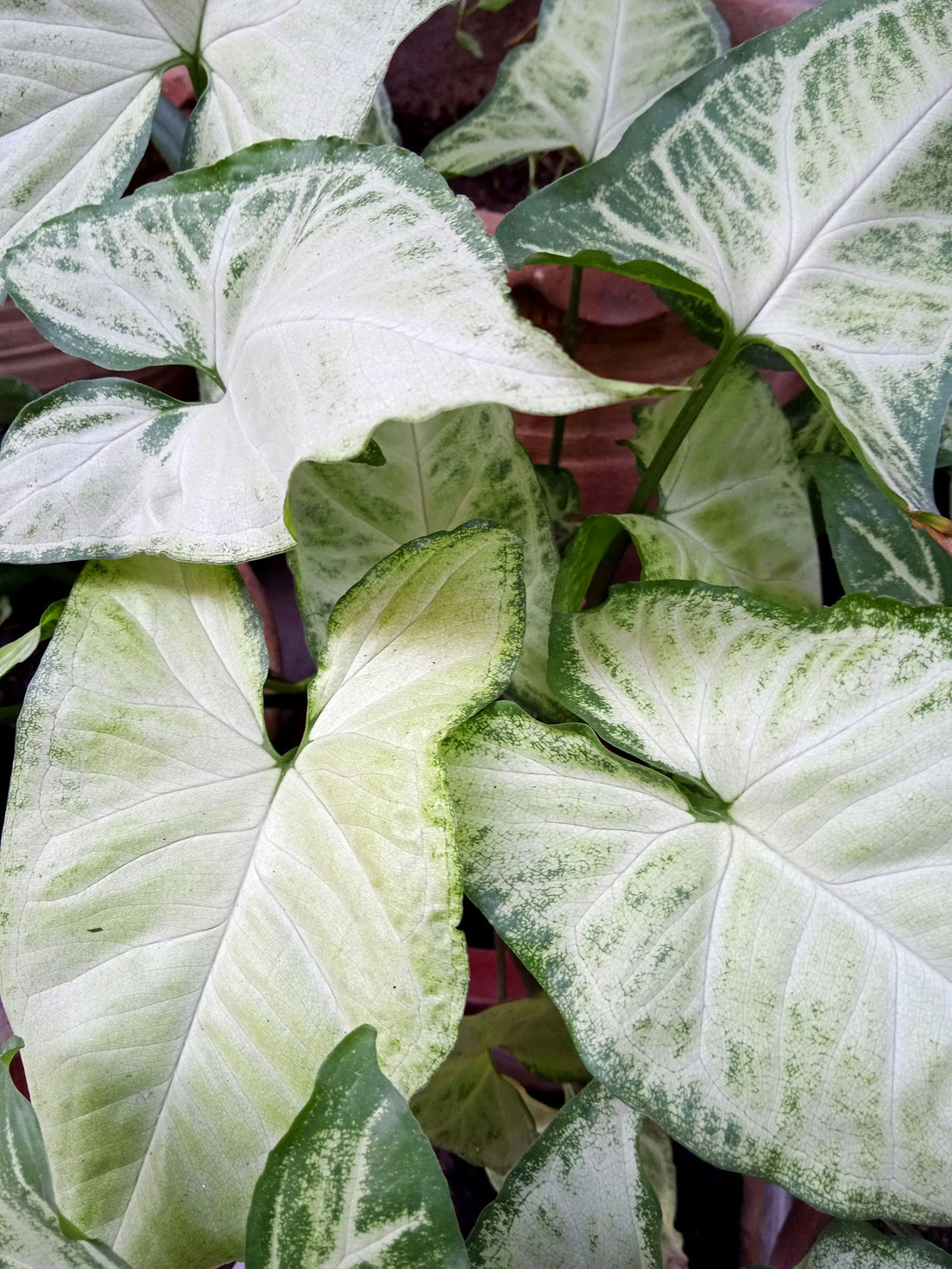 Syngonium ‘Pixie’