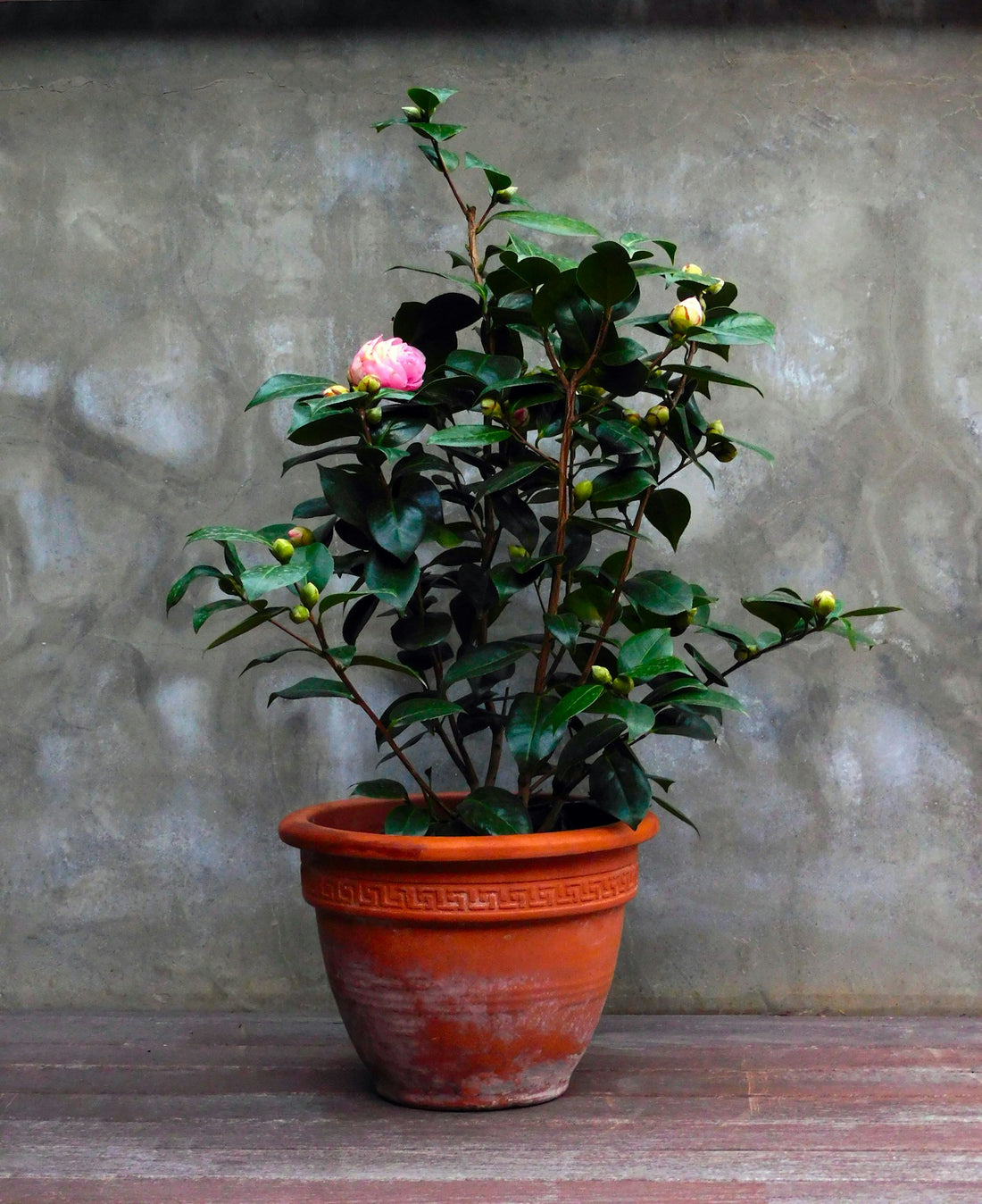Camelia ‘Mary William’
