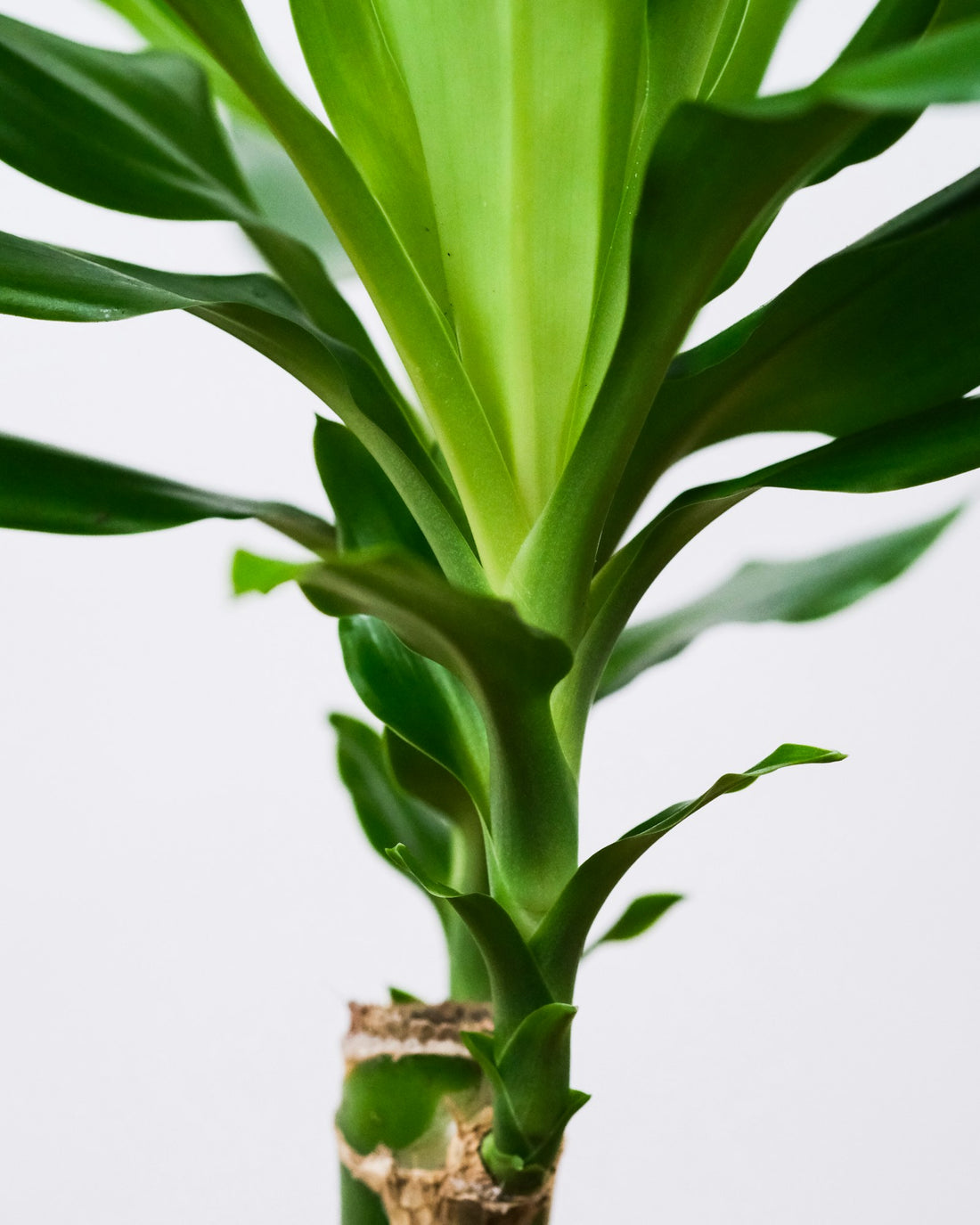 Drakenbloedboom (fragrans)