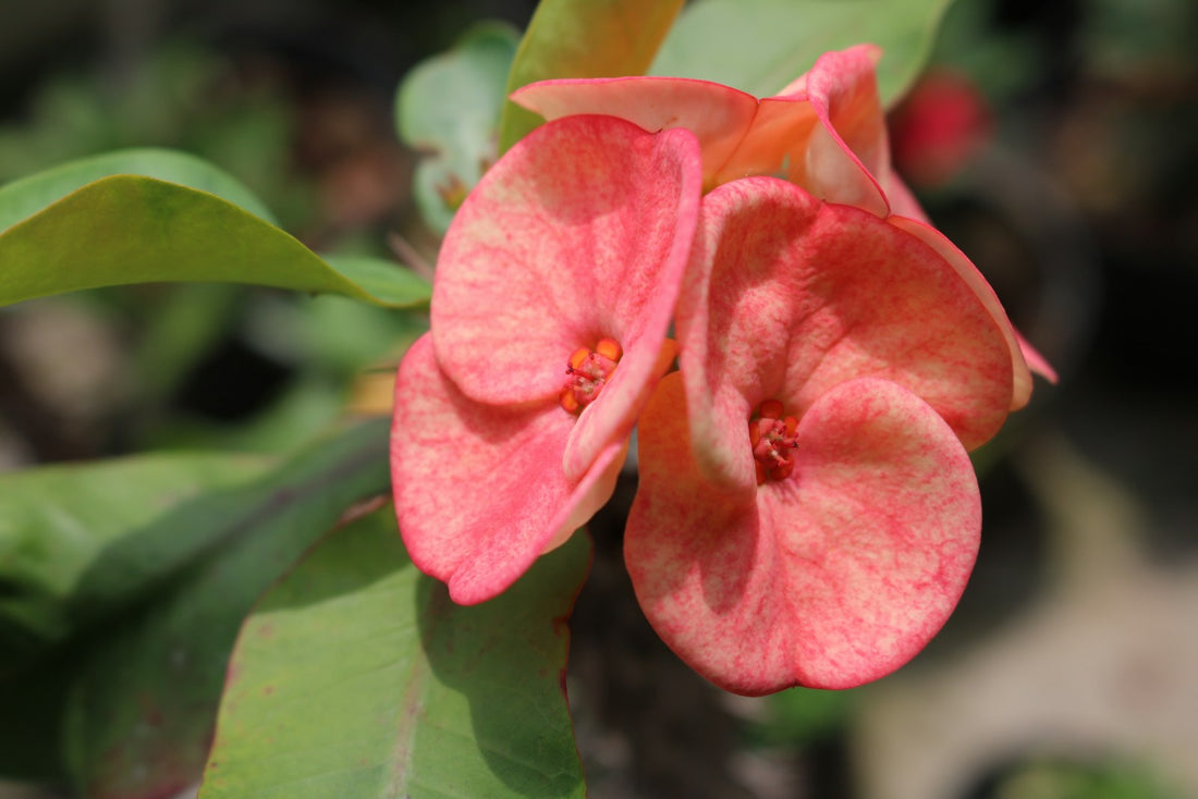 Euphorbia