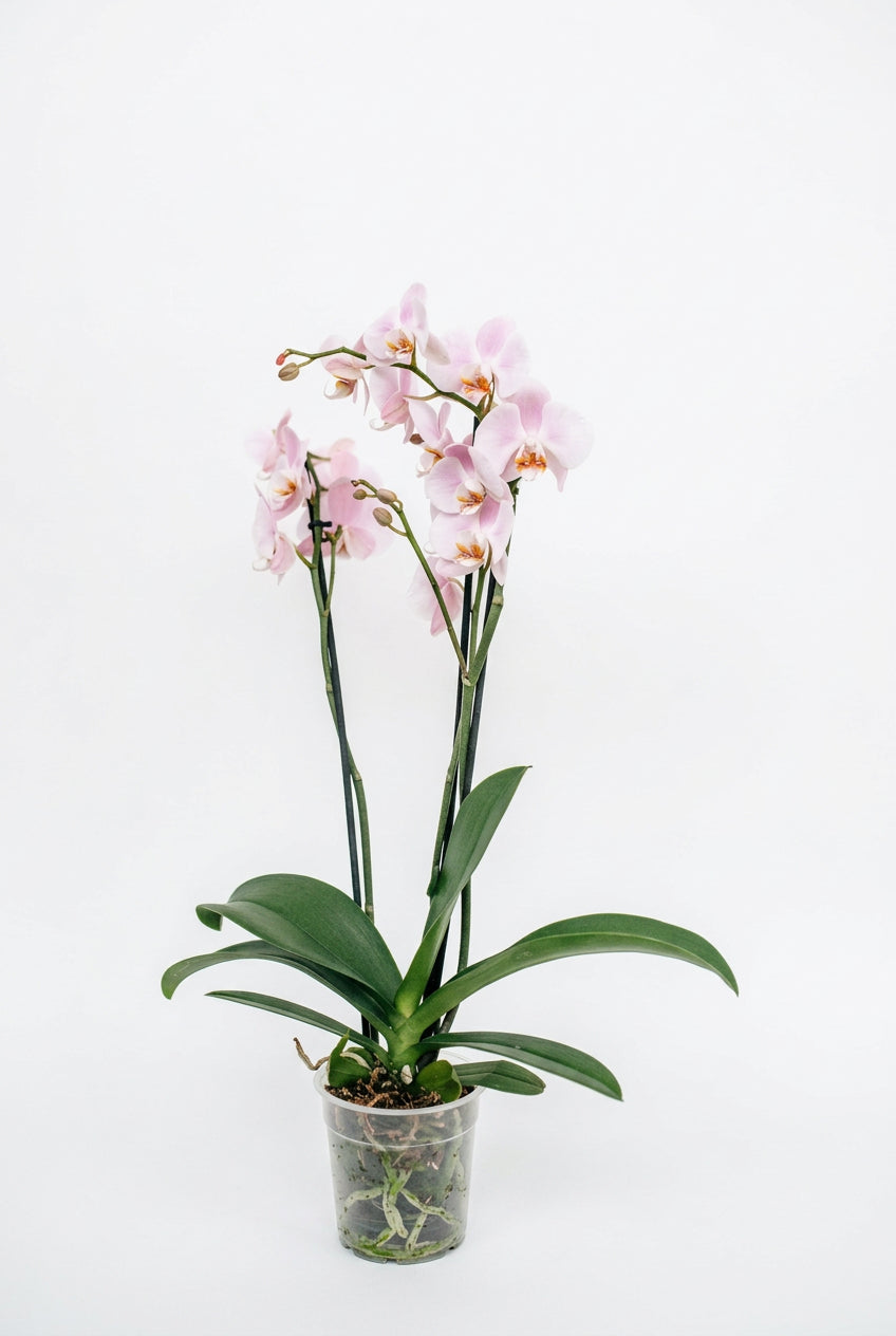 Paphiopedilum