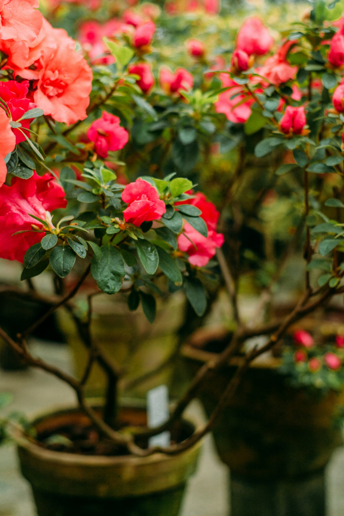 Azalea / Rododendron