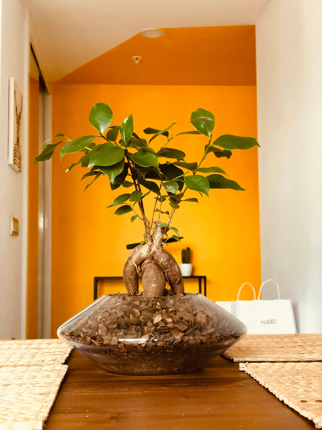 Ficus Ginseng