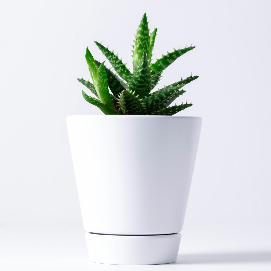 Haworthia en Gasteria ‘Gasterhawor Roy High’