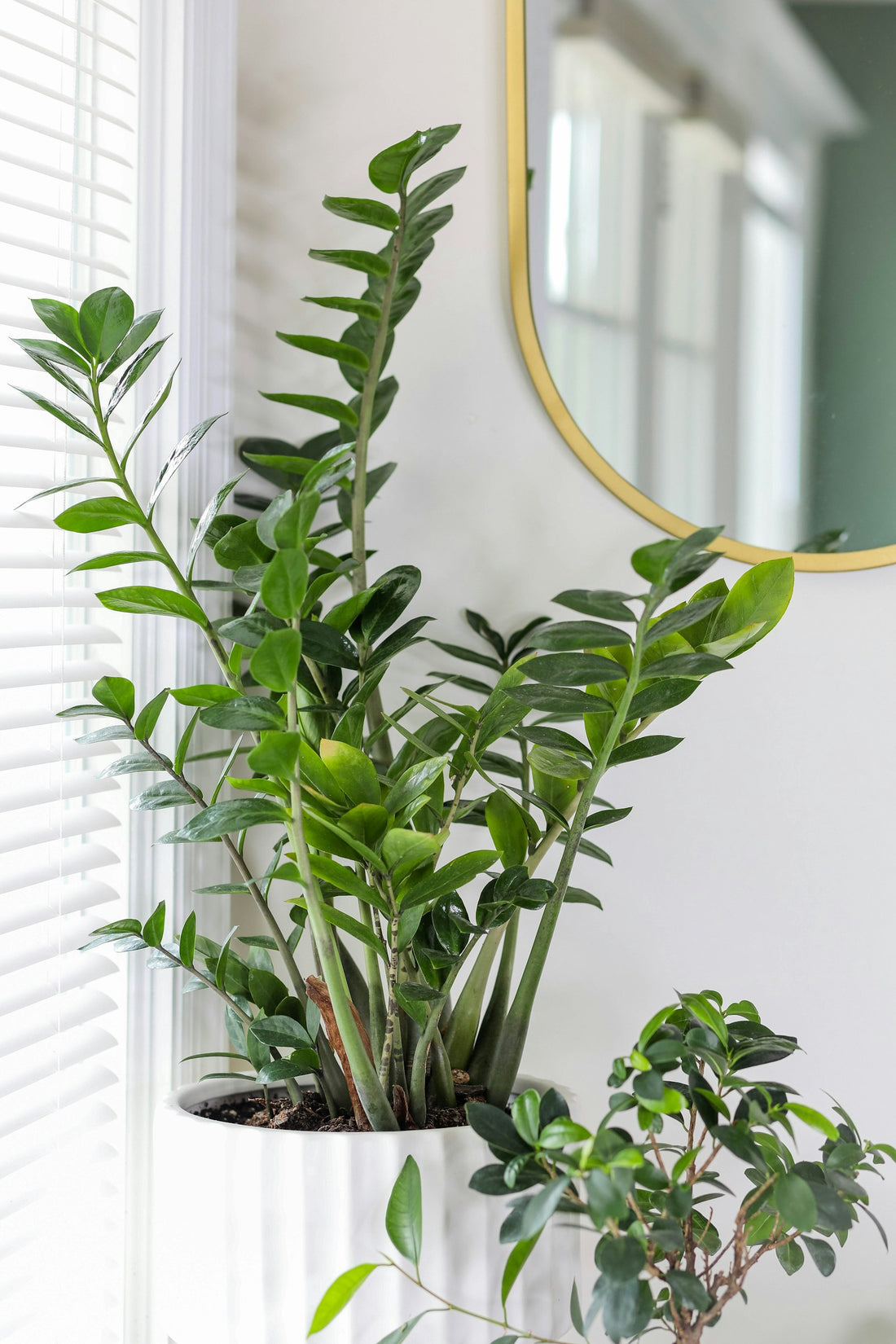Zamioculcas (ZZ-plant)