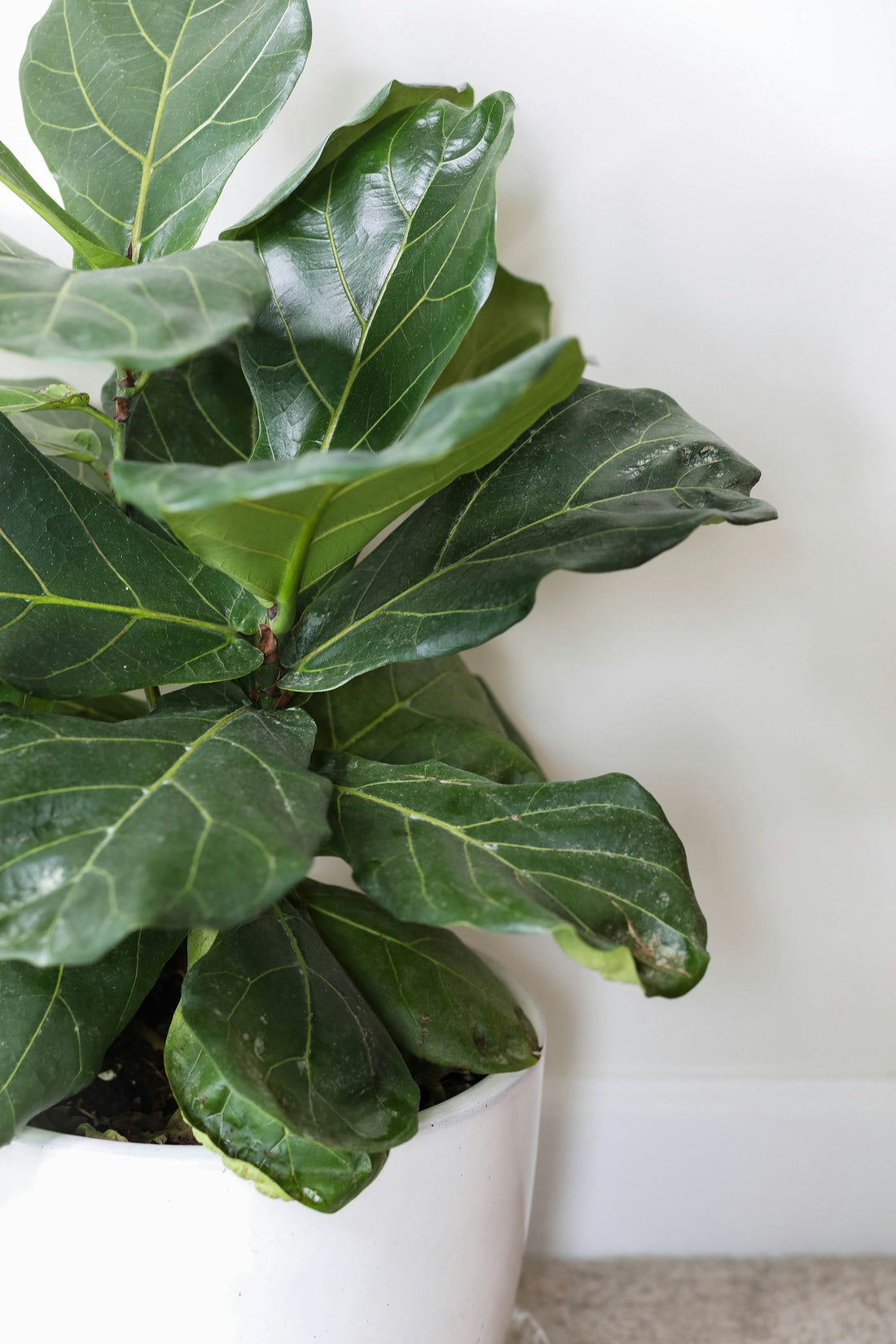 Vioolbladplant