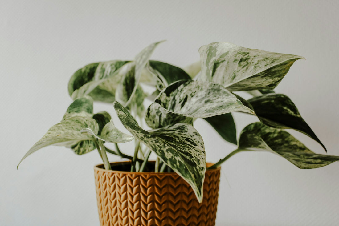 Epipremnum (Pothos)