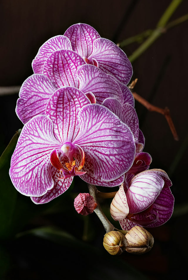 Phalaenopsis, paars