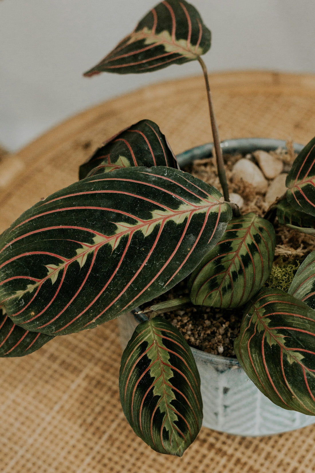 Maranta (gebedsplant)