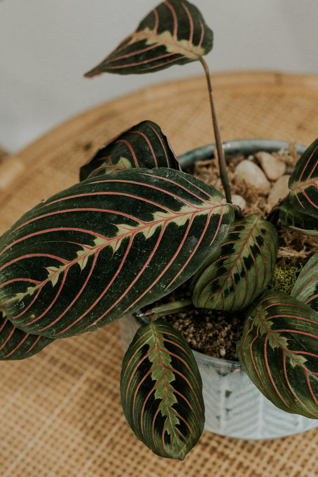 Maranta (gebedsplant)