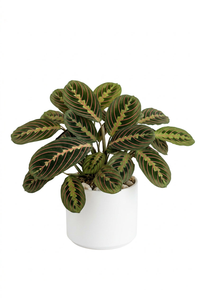 Maranta Lemon
