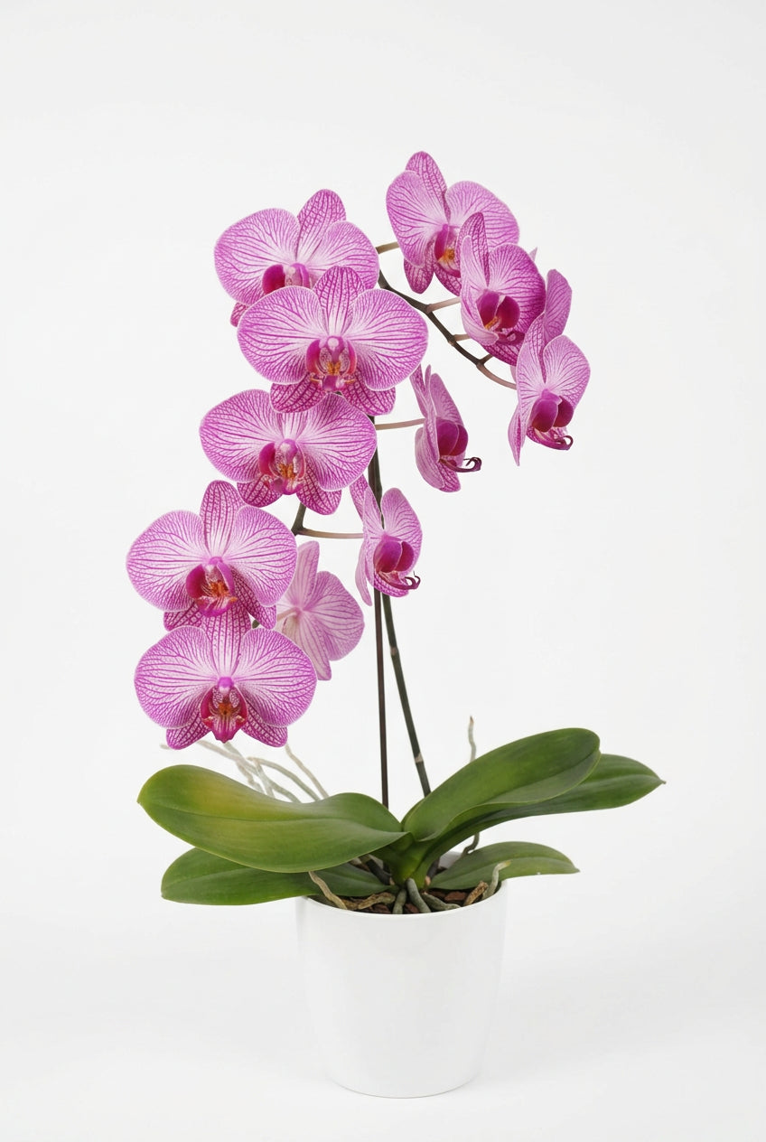 Phalaenopsis Roze