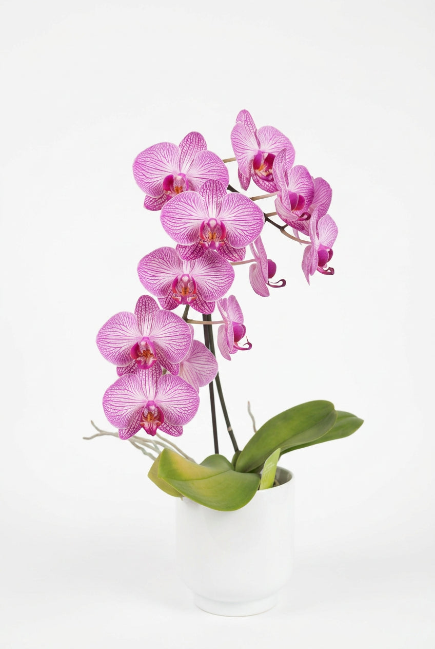 Phalaenopsis Gemengd Cascade