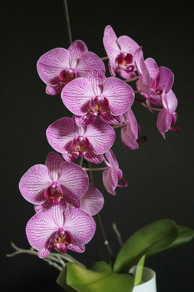 Phalaenopsis, cascade