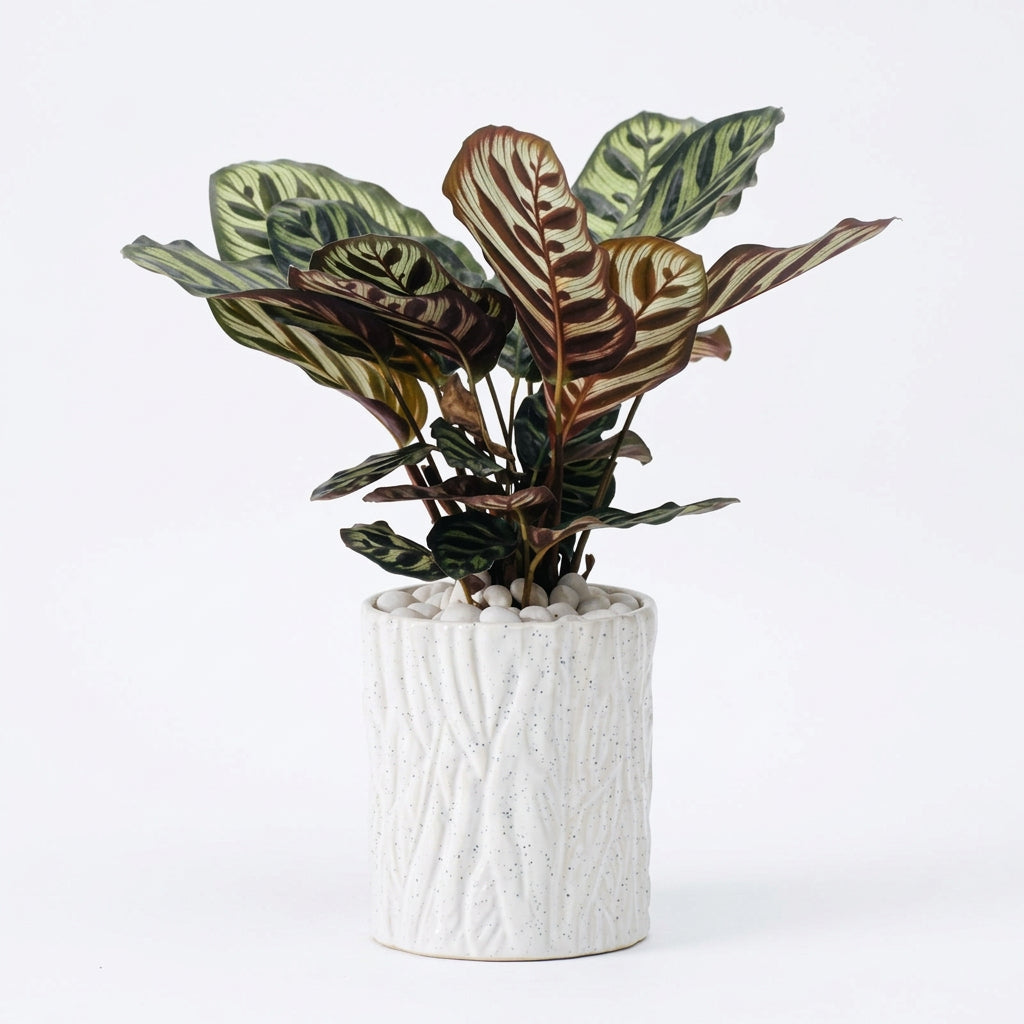 Ctenanthe Burle-marx