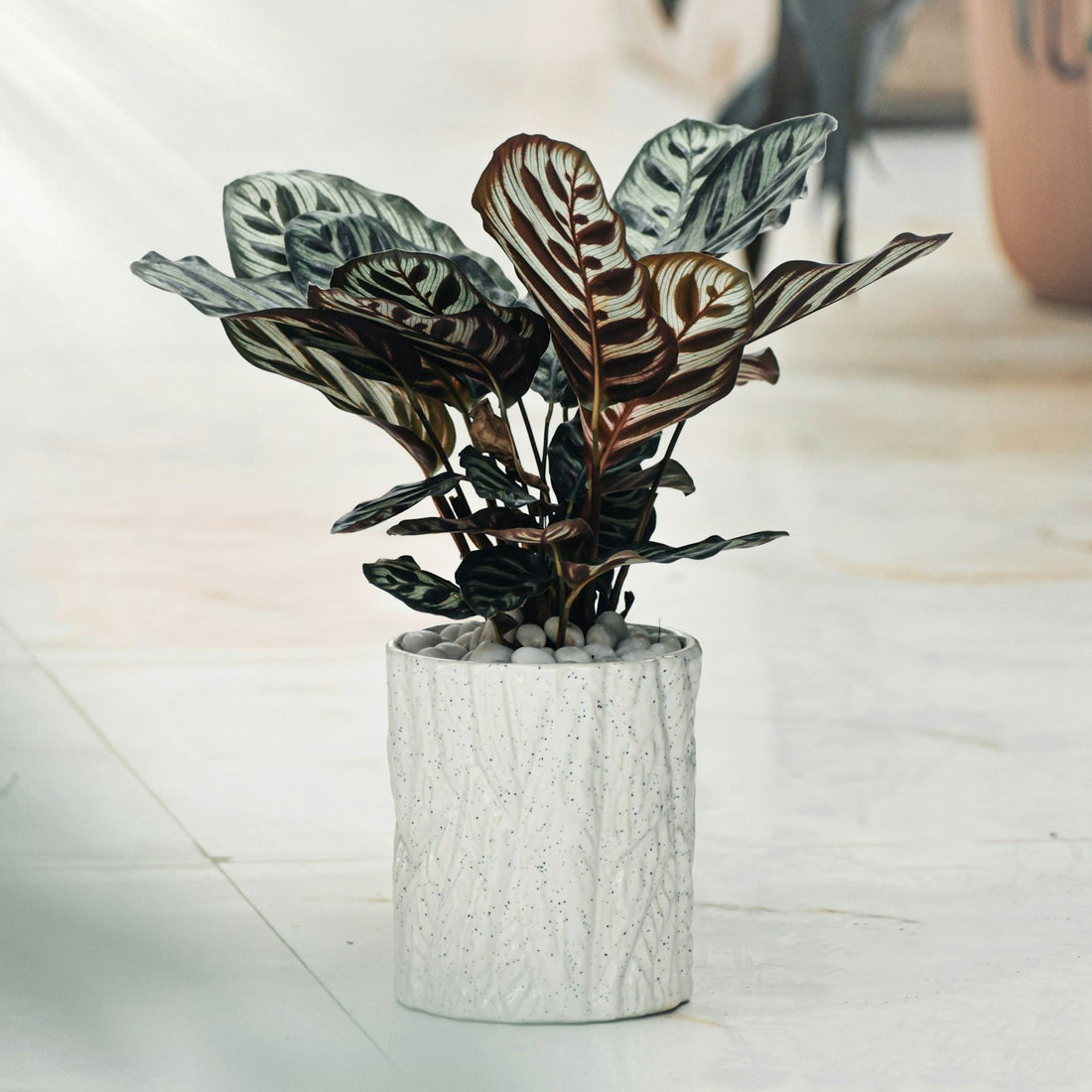 Calathea