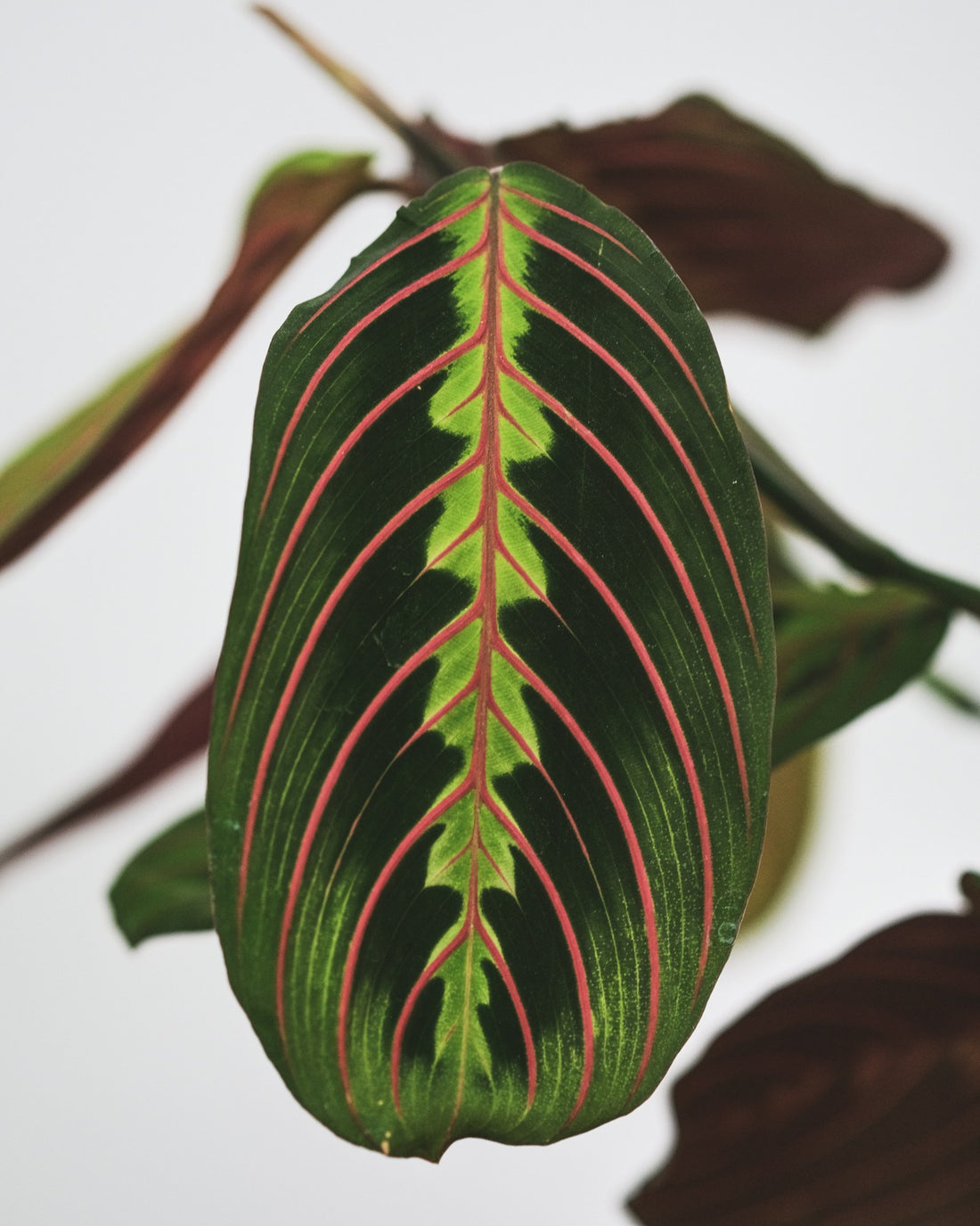 Maranta (gebedsplant)
