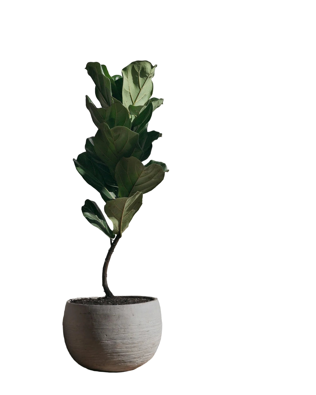 Ficus Lyrata Bambino