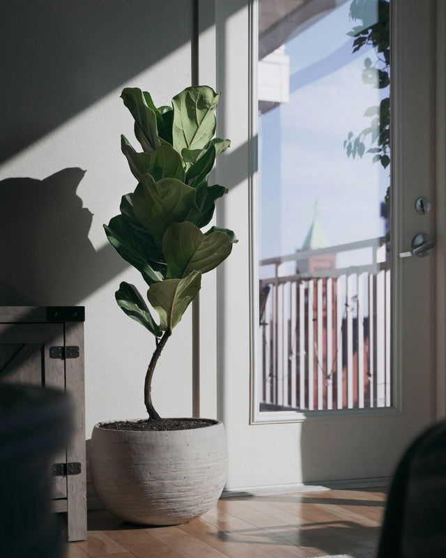Vioolbladplant
