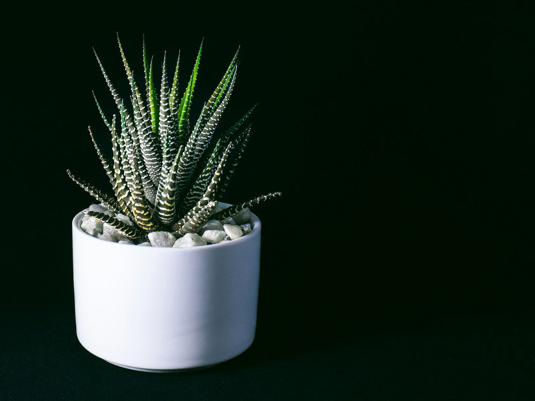 Haworthia en Gasteria ‘Gasterhawor Roy High’